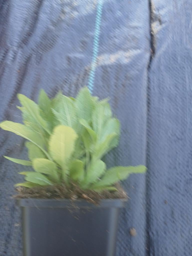 Salvia ost friesland, Ophalen, Overige soorten, Volle zon