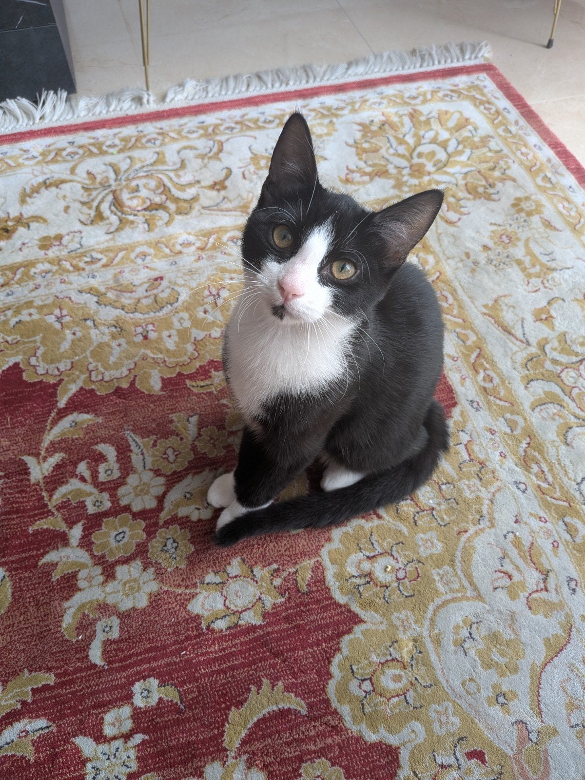 Lief poesje van 4 maanden .onze kind is allergisch, Dieren en Toebehoren, Poes, Kortharig, 0 tot 2 jaar