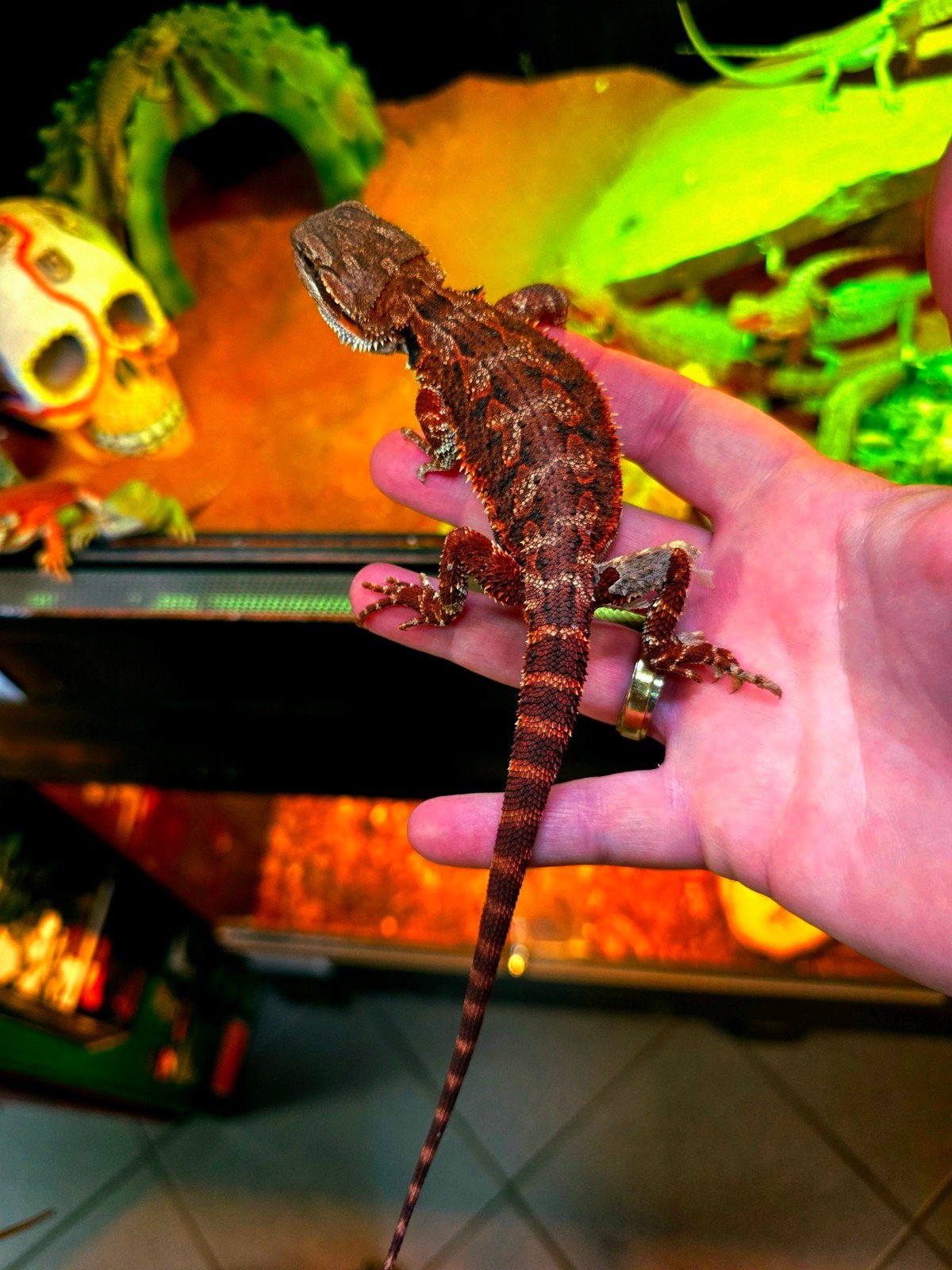 Prachtige 100% Red Monster baardagamen (Pogona vitticeps) Bearded Dragon photo 4
