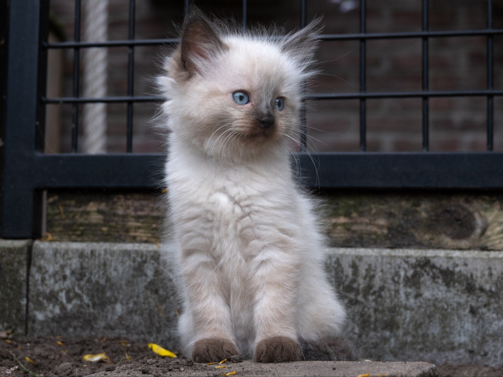 Prachtige ragdoll kittens., Dieren en Toebehoren, Katten en Kittens | Raskatten | Langhaar, Meerdere dieren, Gechipt, 0 tot 2 jaar