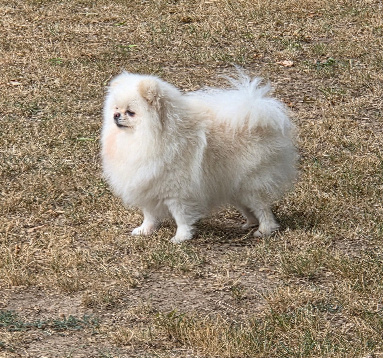 pomeranian teef, Dieren en Toebehoren, Keeshond, 1 tot 2 jaar, Teef, Parvo