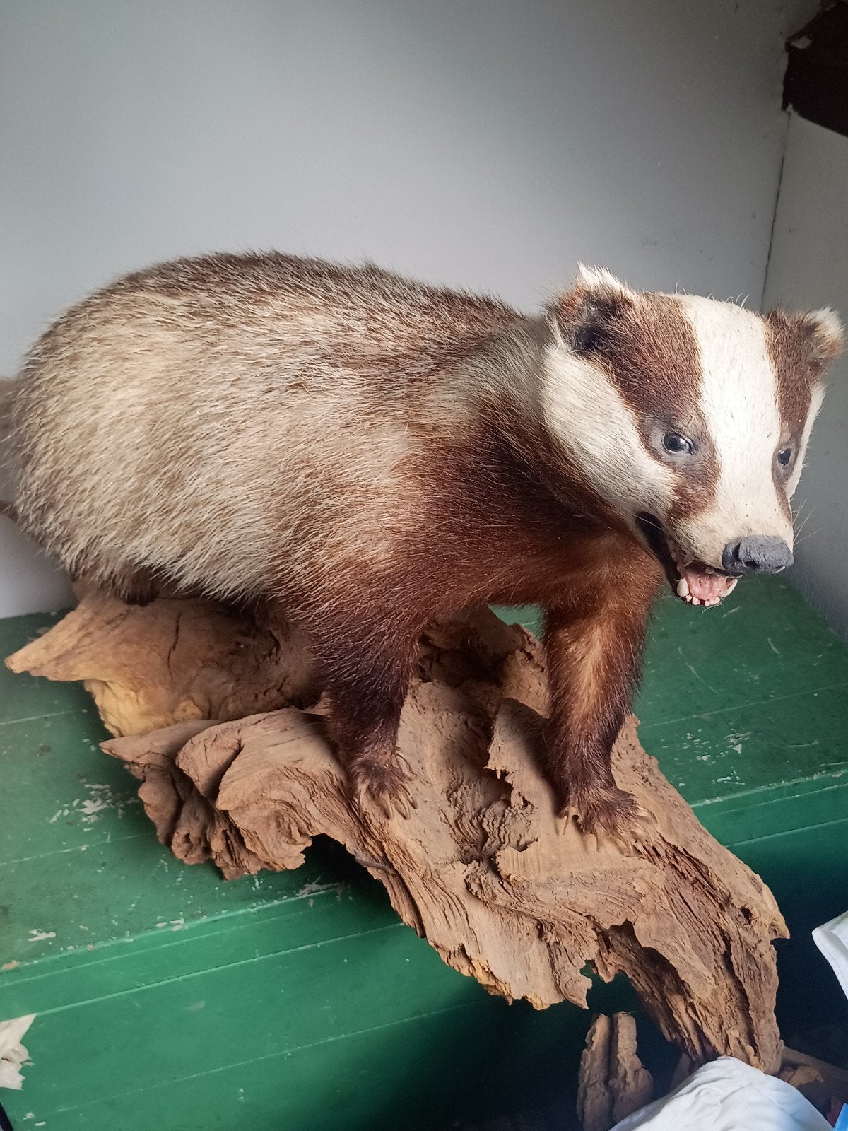 Prachtige opgezette Das - Goed onderhouden, Verzamelen, Ophalen, Gebruikt, Wild dier, Opgezet dier