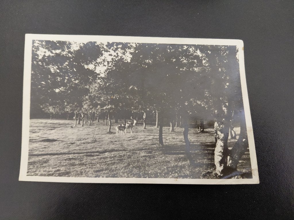Herten in de natuur, Ommen, gelopen, 1948, fotokaart., Verzenden, 1940 tot 1960, Gelopen, Wild dier