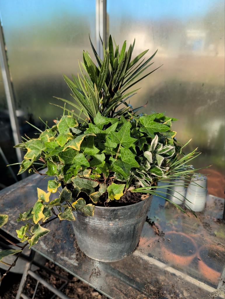 Gegalvaniseerde emmer met Hedera, Nerium, Eonymus, Ophalen, Vaste plant, Halfschaduw, Klimplanten
