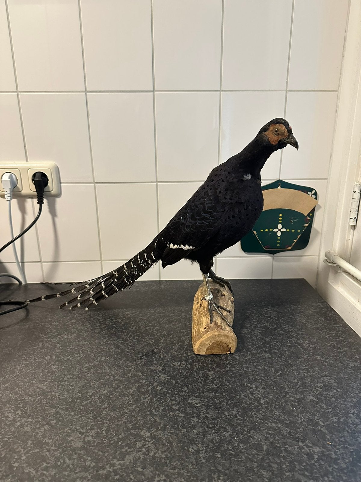 Zeldzame zwarte fazant opgezet taxidermie, Ophalen of Verzenden, Vogel, Opgezet dier