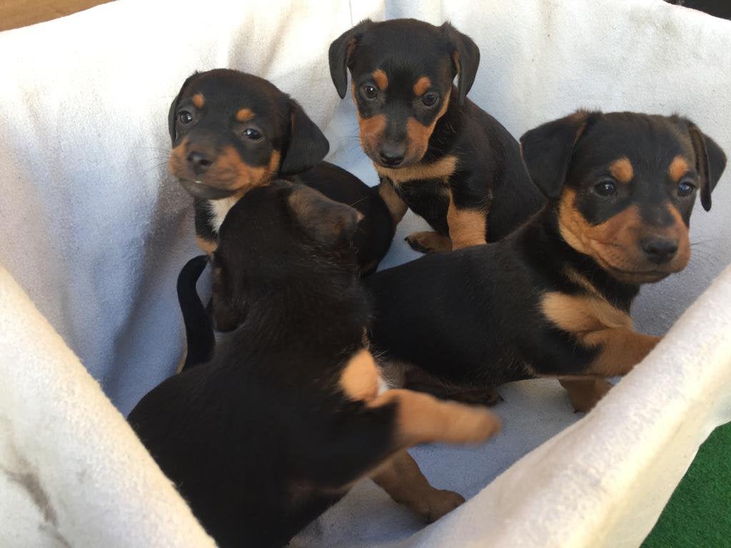 Leuke jack rusell pups / puppy s black and tan, Dieren en Toebehoren, Honden | Jack Russells en Terriërs, Jack Russell Terriër