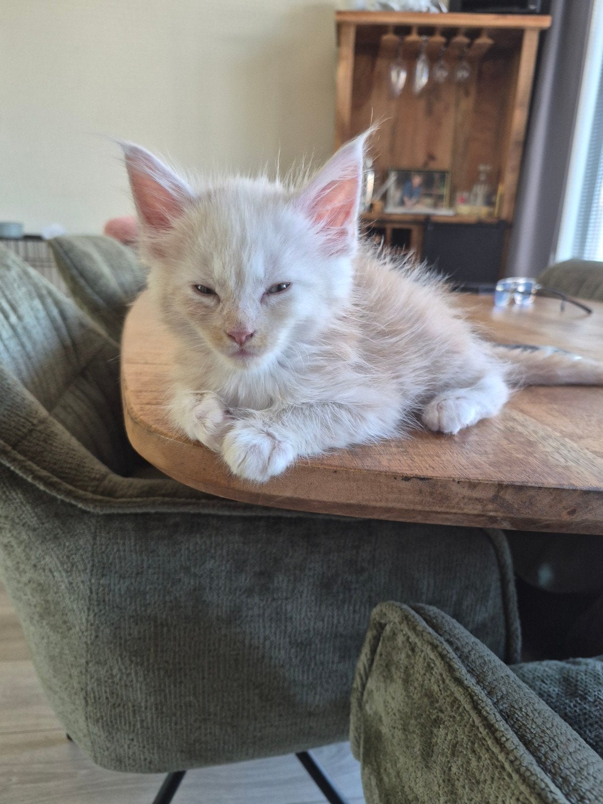 main coon kater, Dieren en Toebehoren, Katten en Kittens | Raskatten | Langhaar, Kater, Gechipt, 0 tot 2 jaar