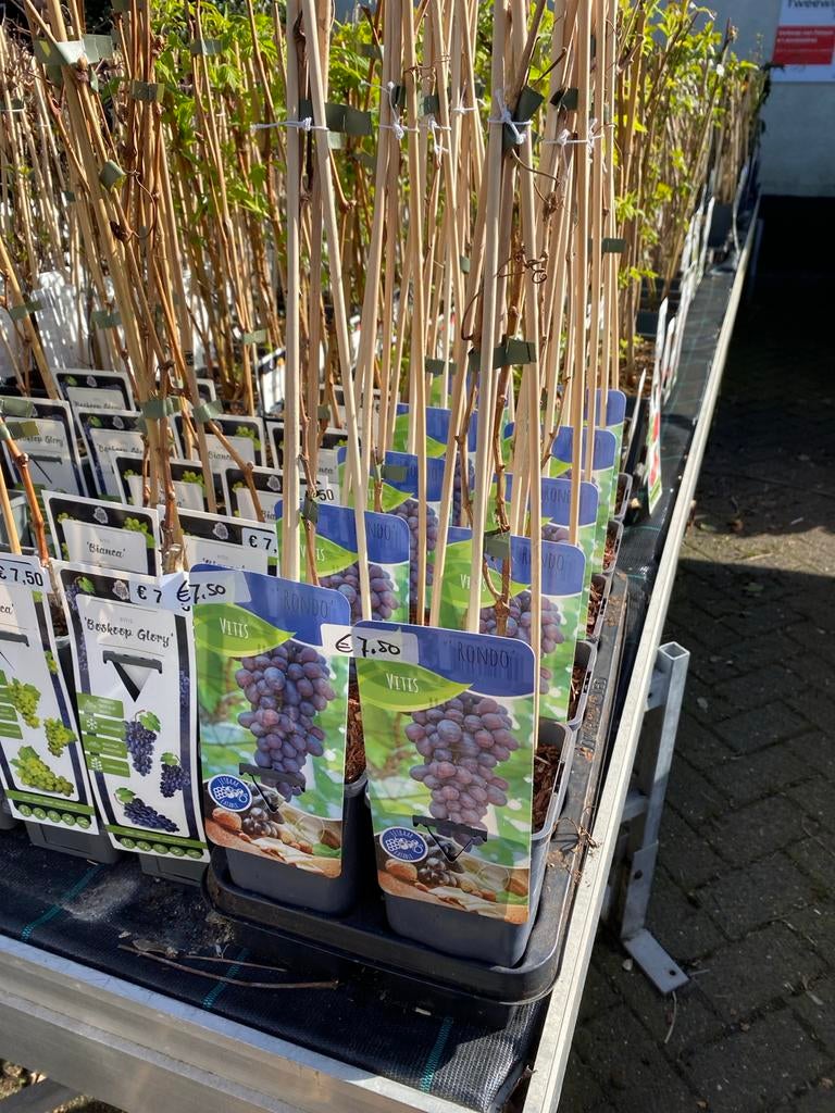 Druif 'Rondo' - Vitis - Fruitplant, Ophalen, Volle zon, Vaste plant, Fruitplanten