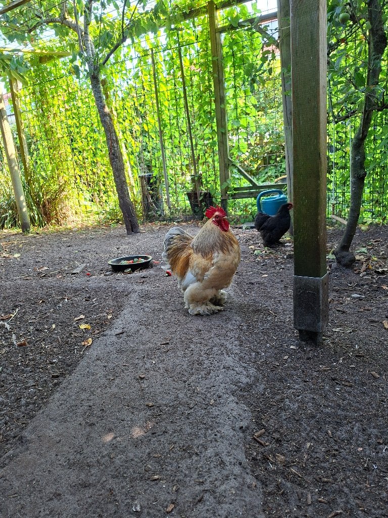 Mooie cochin haan gratis, Dieren en Toebehoren, Mannelijk, Kip