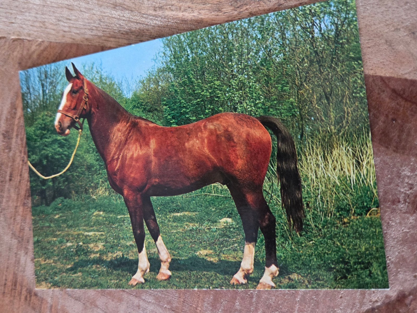 Vintage Ansichtkaart Paard, Verzamelen, Verzenden, 1960 tot 1980, Gelopen, Paard