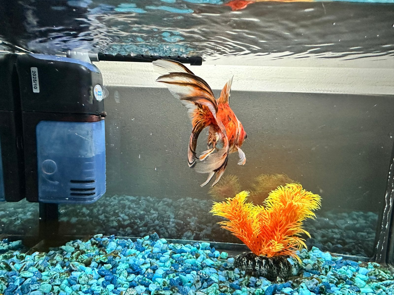 Sluierstaart, incl aquarium en toebehoren, Dieren en Toebehoren, Vissen | Aquariumvissen, Zoetwatervis, Vis