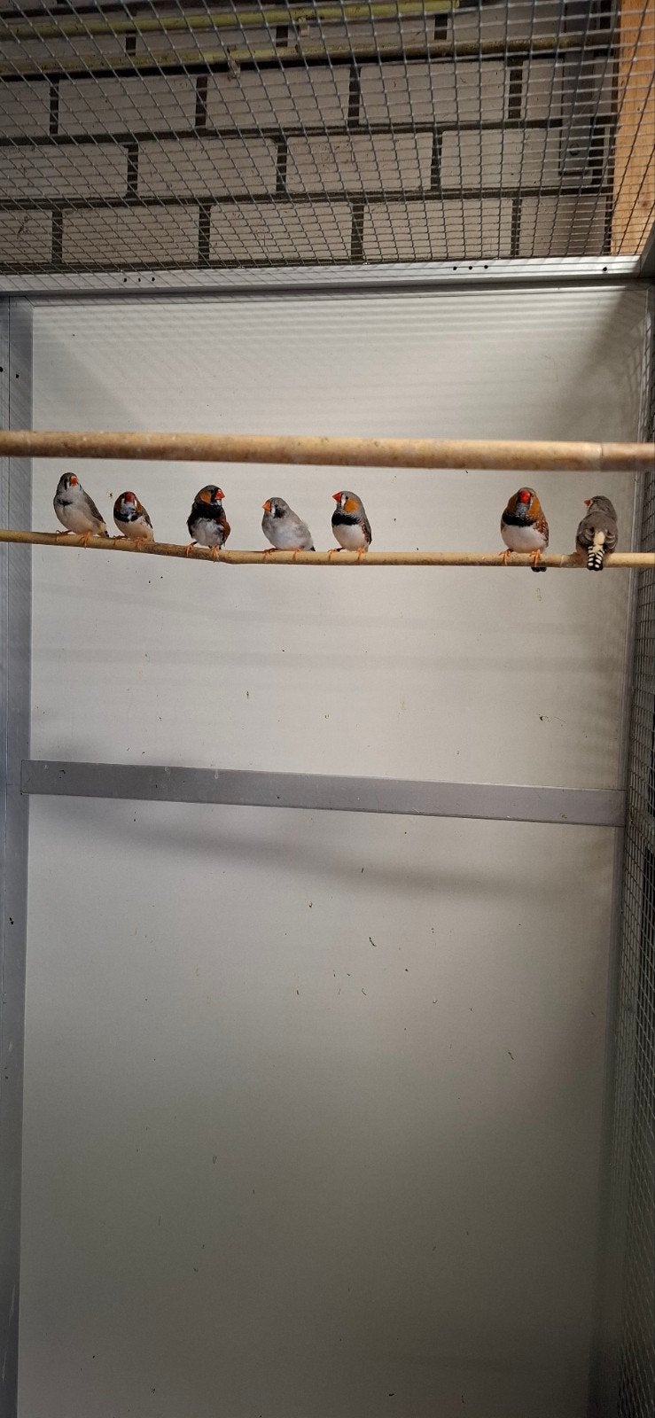 zebravinken  en chinese  dwergkwartels, Dieren en Toebehoren, Vogels | Overige Vogels, Meerdere dieren