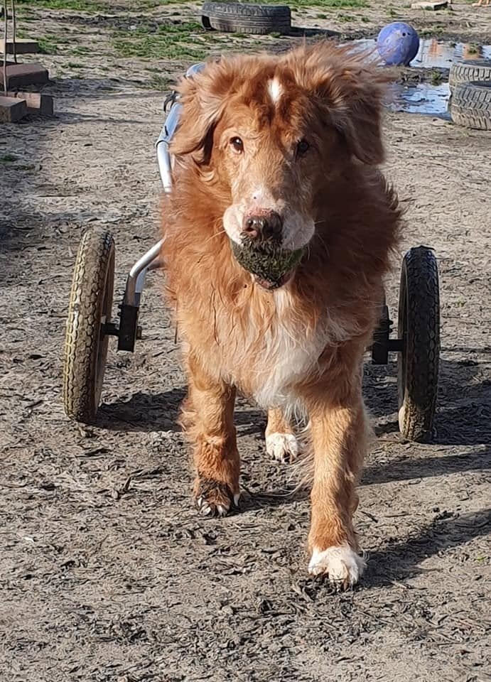 hondenrolstoel middelgrote hond, Ophalen of Verzenden