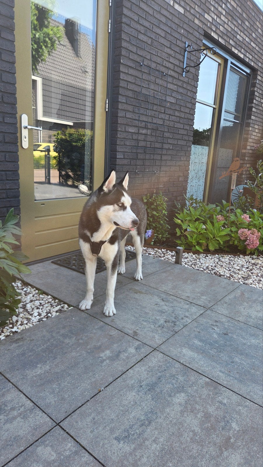 Super mooie mannelijke huskey bijna 1 jaar oud kerngezond, 15 weken tot 1 jaar, Reu, CDV (hondenziekte), Poolhond
