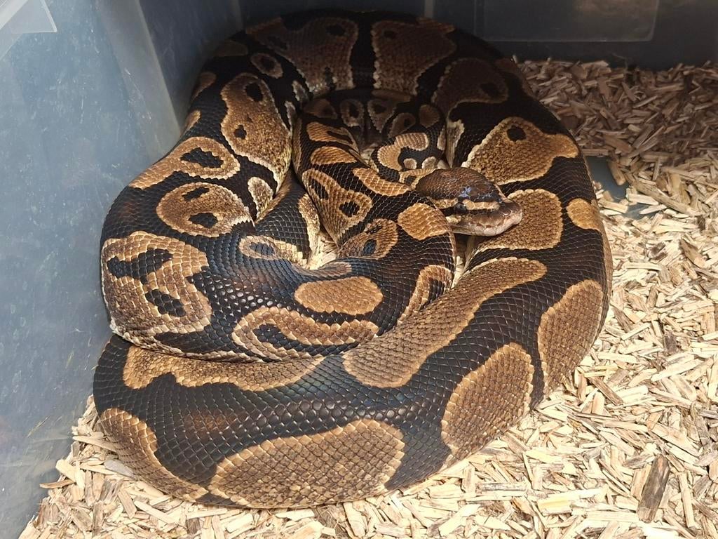 0.1 Blade Het Clown kweekvrouw. Ball Python - female for sale from mommyof2