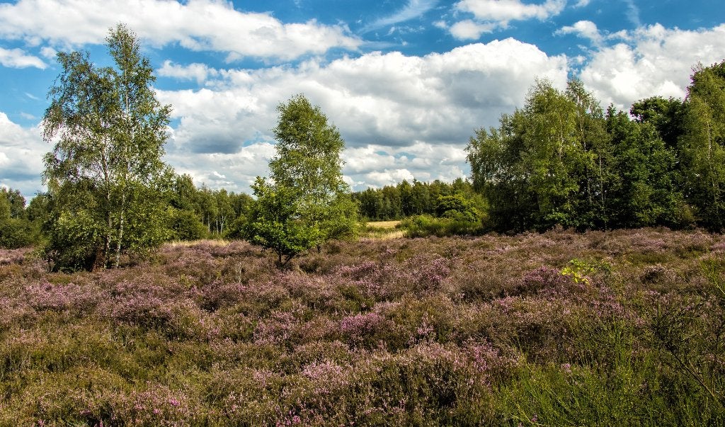 Foto 12 van Rolstoeltoegankelijke bungalow op landgoed, 30okt-6nov vrij!