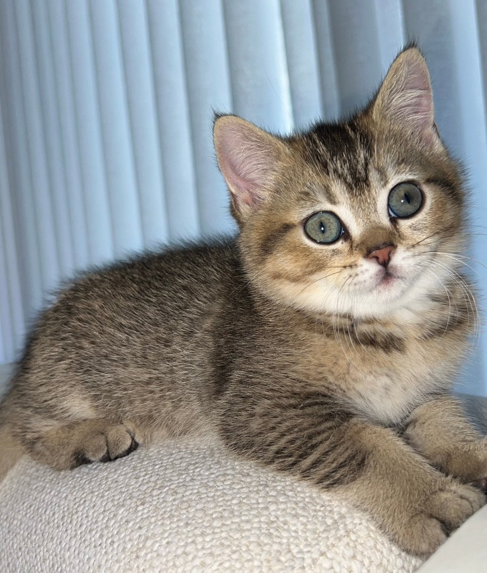 Britisch korthaar, Poes, Kortharig, 0 tot 2 jaar
