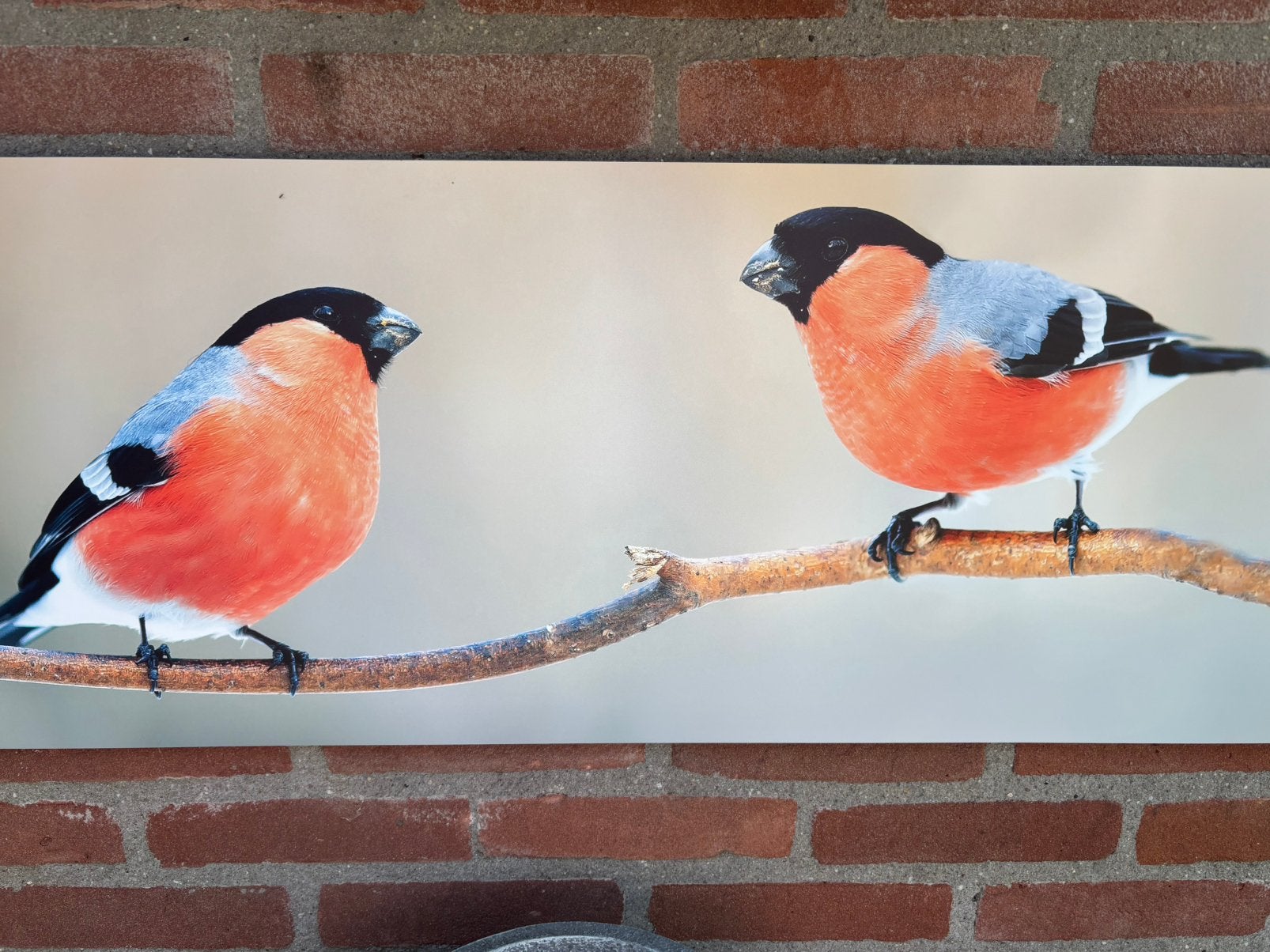 Gezocht paartje goudvinken, Ophalen, Nieuw