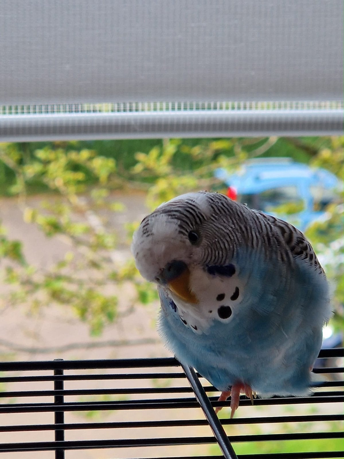 Grasparkiet zeer mooi . Gratis af te halen, Dieren en Toebehoren, Vogels | Parkieten en Papegaaien, Mannelijk, Parkiet