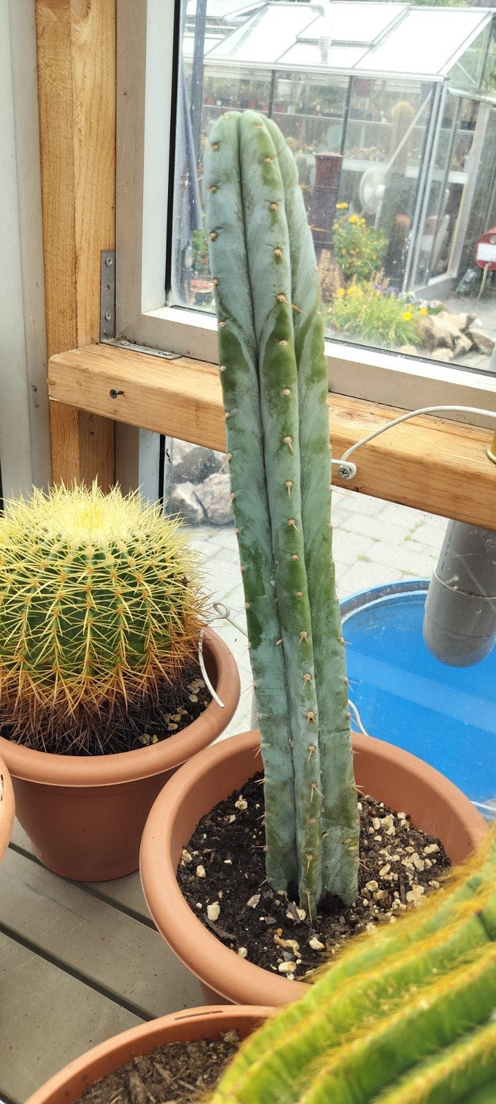 Trichocereus Pachanoi (Echinopsis) - Mescaline Cactus, Ophalen of Verzenden