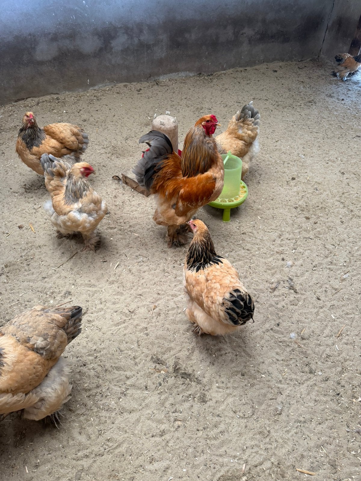 Brahma buff blauw/zwart, Geslacht onbekend, Kip