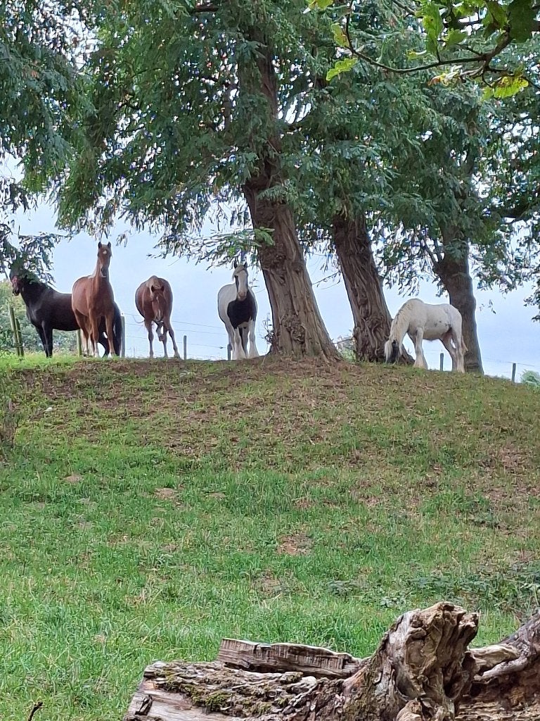 Gezocht weide voor huur of koop voor ponnys en paard, Weidegang, 2 of 3 paarden of pony's