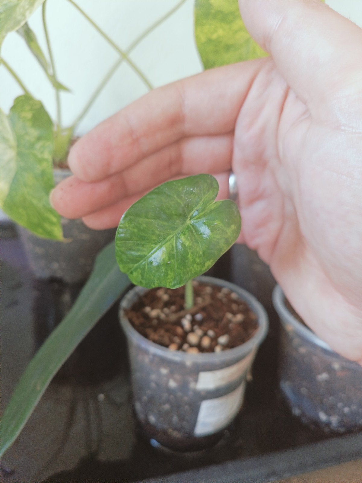 Alocasia gaugena aurea, Ophalen of Verzenden