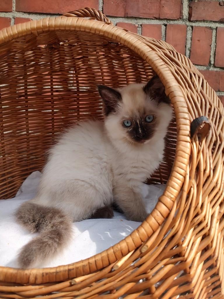 Ragdoll Seal point kitten met stamboom, Poes, Met stamboom