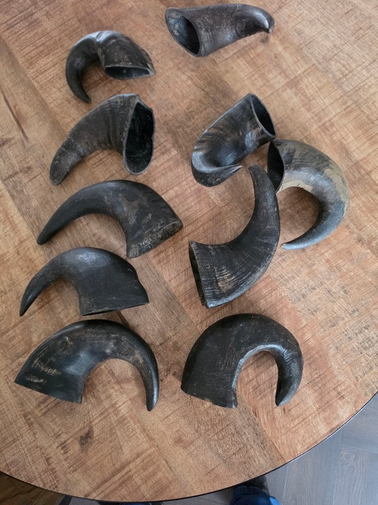 Set van 10 stuks buffelhoorn, ideaal voor decoratieve doelei, Ophalen of Verzenden, Nieuw