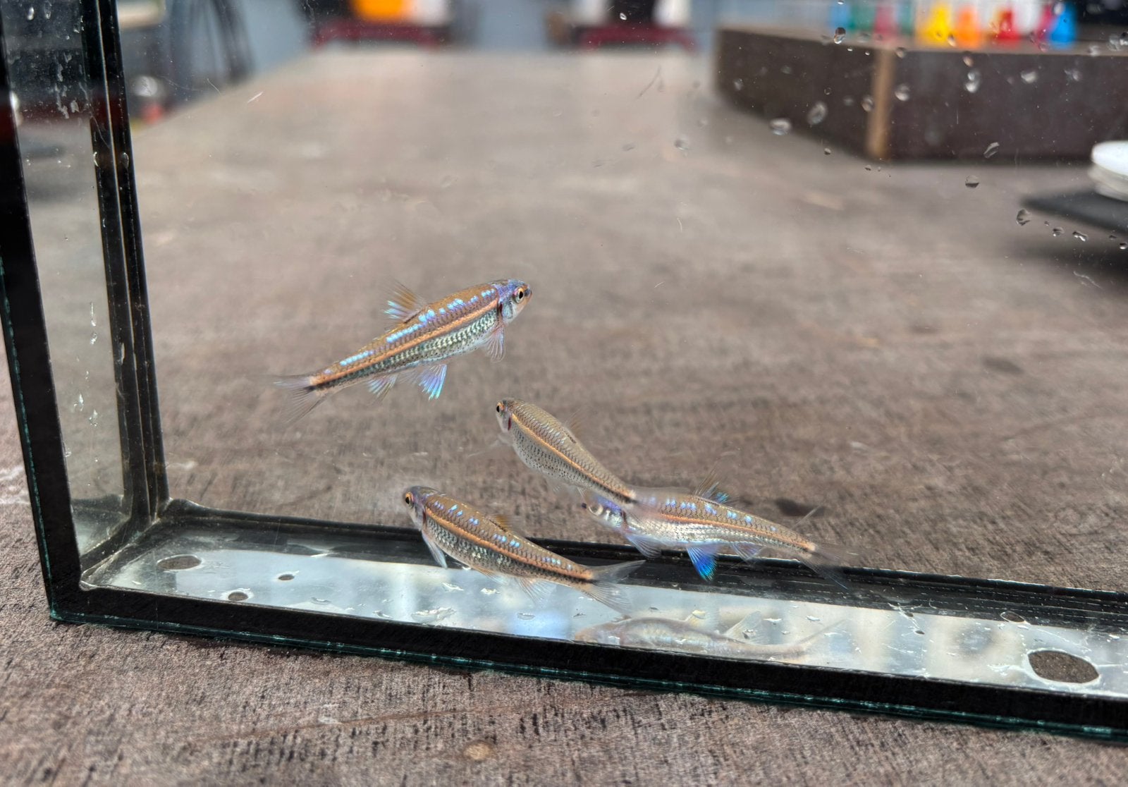Rainbow shiners, Dieren en Toebehoren, Vis
