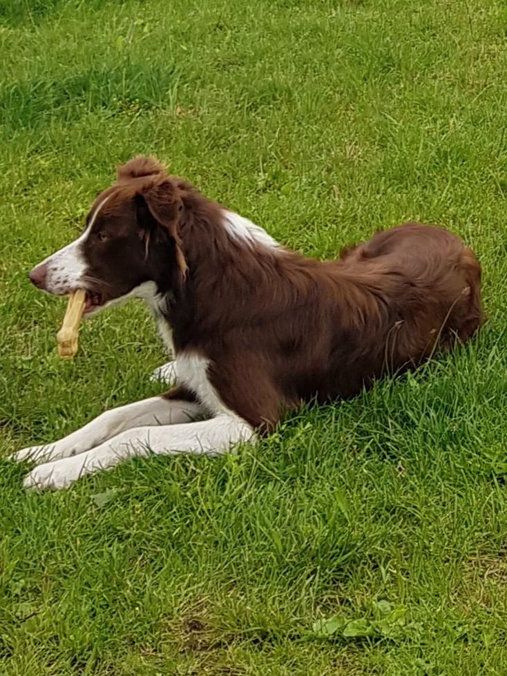 Border Collie, Dieren en Toebehoren, Honden | Herdershonden en Veedrijvers, Reu, Collie, Parvo, Eén hond