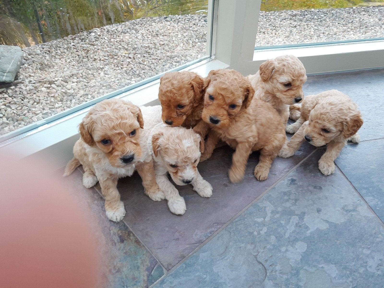 mini labradoodle pups, Overige rassen, 8 tot 15 weken, Meerdere, Meerdere dieren