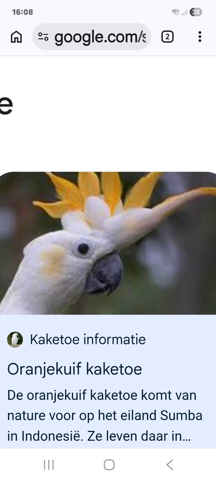 Oranjekuifkaketoe, Meerdere dieren, Parkiet