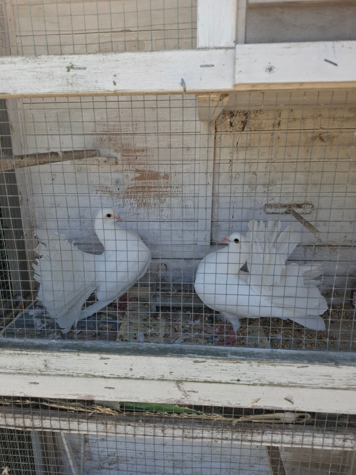 Pauwstaart, Dieren en Toebehoren, Ophalen, Gebruikt, Hout, Volière
