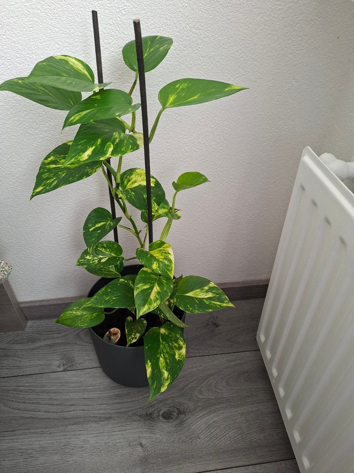 Mooie Pothos kamerplant - Epipremnum Aureum, Huis en Inrichting, Overige soorten, In pot, Minder dan 100 cm, Groene kamerplant