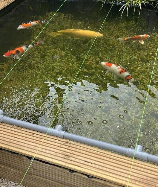 Hulp voor uw Koi vissen, Karper of Koi