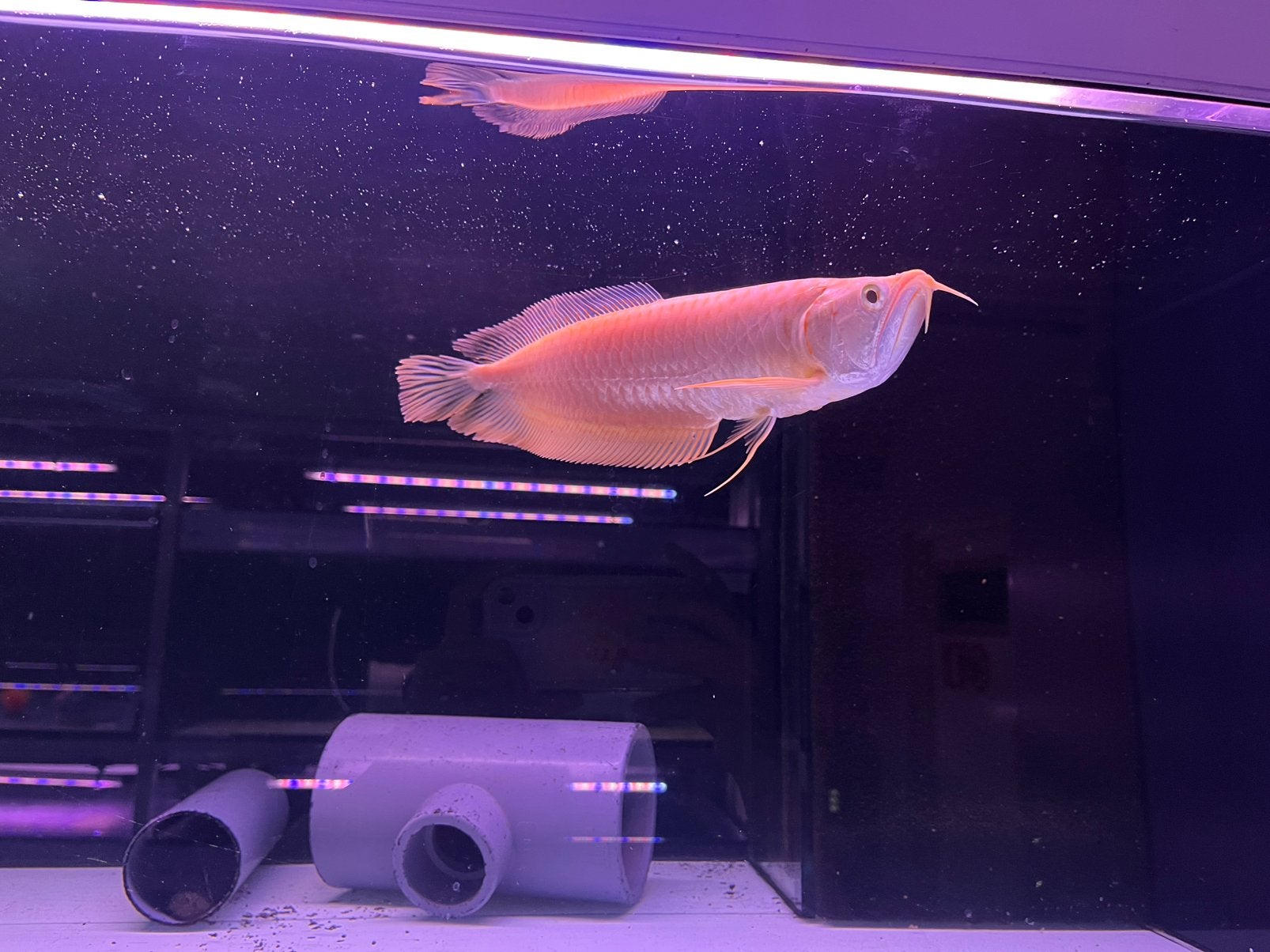 arowana silver albino, Vis