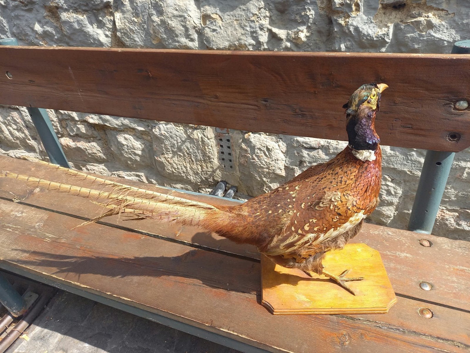 geprepareerde Fazant - Prachtige Decoratie, Ophalen, Vogel, Opgezet dier