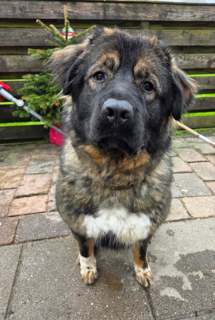 Dekreu gezocht raszuivere kaukasische owcharka, Dieren en Toebehoren, Reu, Parvo, Eén hond, 3 tot 5 jaar