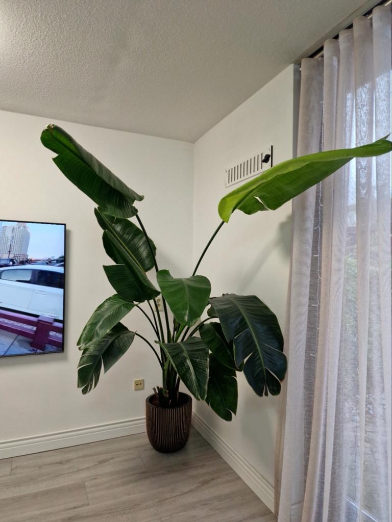 grote en gezonde Strelitzia Nicolai (Paradijsvogelplant, Ophalen of Verzenden, Volle zon, 200 cm of meer