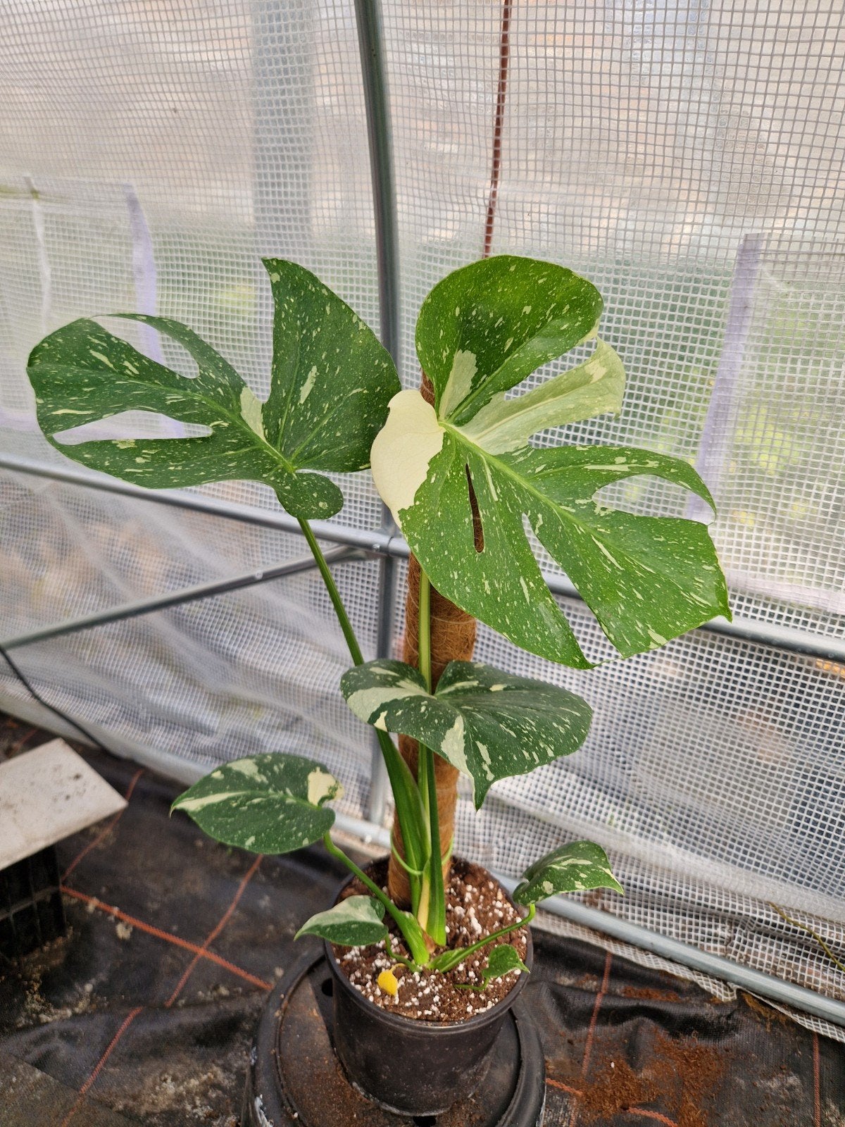 2x Monstera Thai Constellation kamerplant met mosstok, Huis en Inrichting, Kamerplanten, Ophalen of Verzenden, Halfschaduw, Minder dan 100 cm