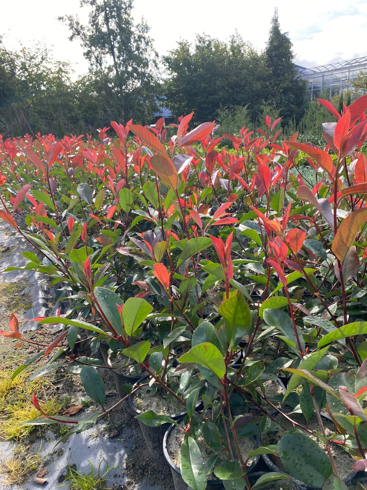 Prachtige Photinia red robin 60cm in20cmpot bij50st €2pst, Tuin en Terras, Ophalen, Overige soorten, Halfschaduw