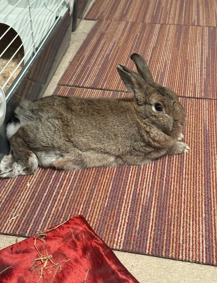 Lief konijntje (ram), Dieren en Toebehoren, Mannelijk, Middelgroot, 3 tot 5 jaar