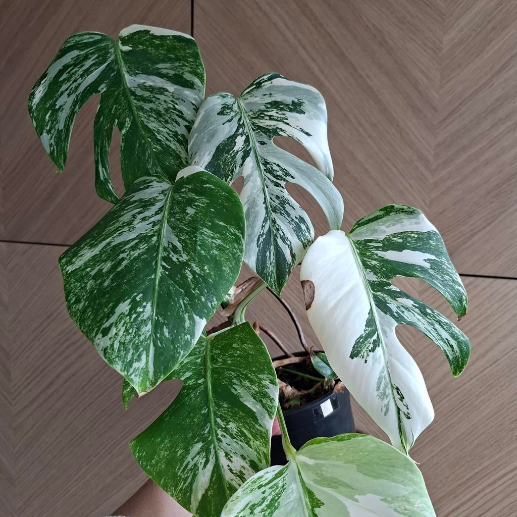 Monstera albo variegata plant, Huis en Inrichting, Kamerplanten, Ophalen of Verzenden, Halfschaduw, Minder dan 100 cm