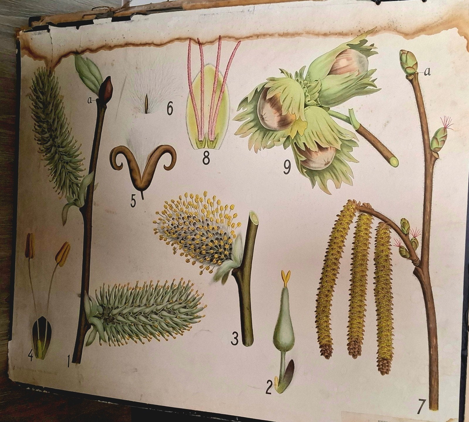 Vintage schoolplaat: Hazelaar en Wilg (waterschade), Antiek en Kunst, Antiek | Schoolplaten, Ophalen, Natuur en Biologie