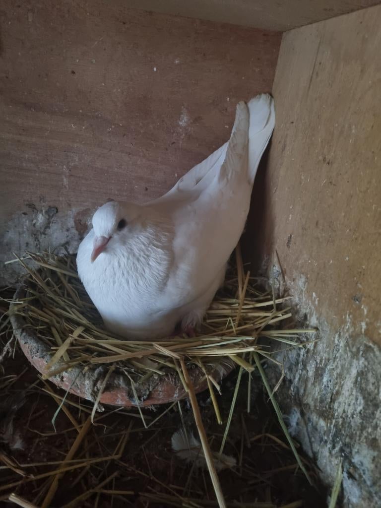 Sierduiven, Dieren en Toebehoren, Pluimvee, Meerdere dieren, Overige soorten