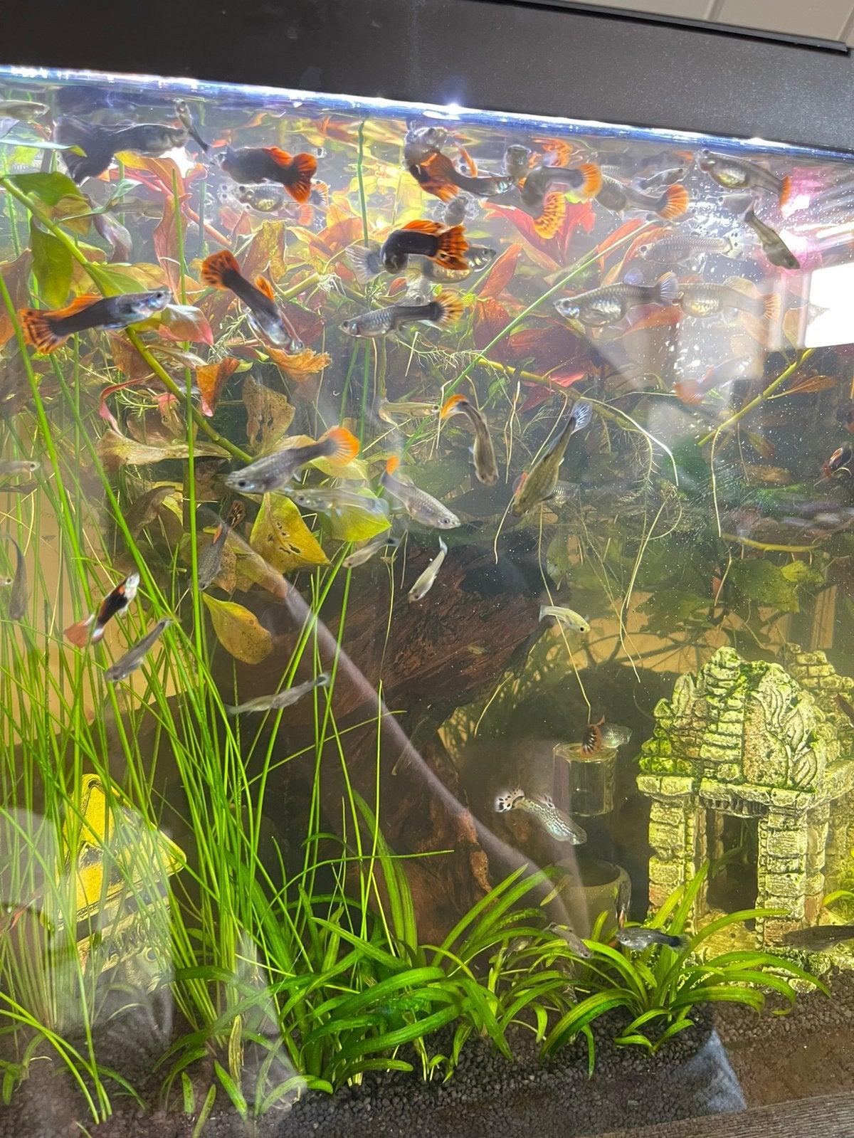 Guppy’s te koop! :), Ophalen, Nieuw, Overige typen