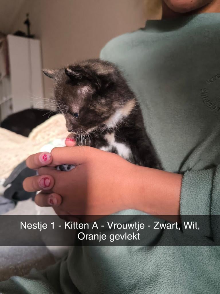 Europese Korthaar Kittens, Meerdere dieren