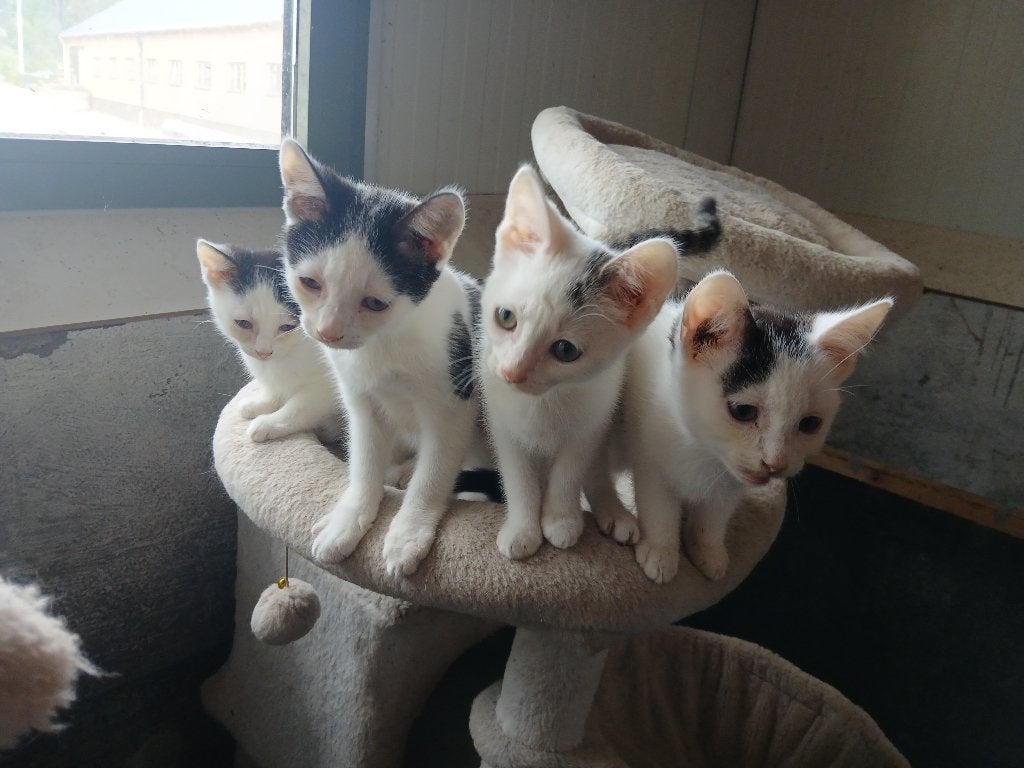lieve speelse kittens, Meerdere dieren, Kortharig, 0 tot 2 jaar
