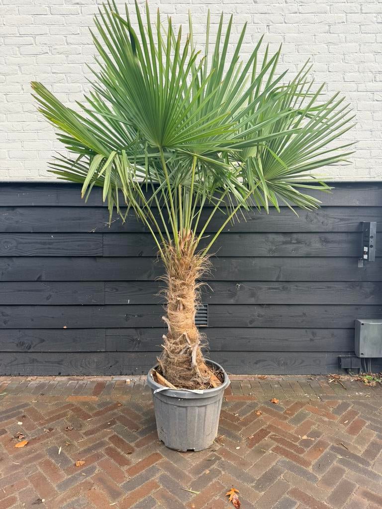 Trachycarpus fortunei palmbomen 60/80cm stam, 100 tot 250 cm, Zomer, Palmboom, Ophalen